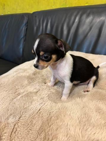 Mini chihuahua reutje beschikbaar voor biedingen
