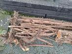 Bois de chauffage, if, gratuit, Enlèvement, Troncs d'arbres