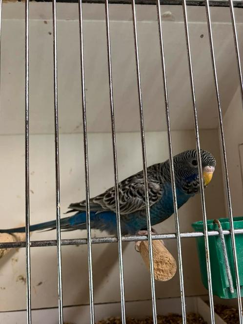 Blackface grasparkieten, Dieren en Toebehoren, Vogels | Parkieten en Papegaaien, Parkiet, Meerdere dieren, Geringd