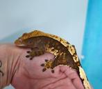 Wimpergekko 2023, Dieren en Toebehoren, Hagedis, Tam, 0 tot 2 jaar