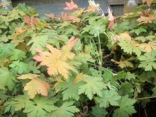 Geranium macrorrhizum 'Bevan's Variety', Tuin en Terras, Planten | Tuinplanten, Vaste plant, Bodembedekkers, Volle zon, Zomer