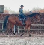 Leuke ruin van 175 en 6 jaar, Dieren en Toebehoren, Paarden, Ruin