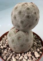 Tephrocactus Geometricus, Maison & Meubles, Plantes d'intérieur, Cactus, Envoi, Moins de 100 cm