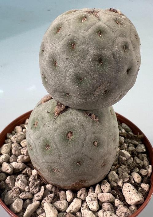 Tephrocactus Geometricus, Maison & Meubles, Plantes d'intérieur, Cactus, Moins de 100 cm, Envoi