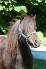 Zeer makke mini merrie, Dieren en Toebehoren, Merrie, Niet van toepassing, A pony (tot 1.17m), 3 tot 6 jaar