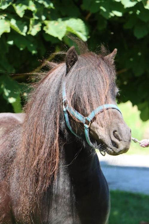 Zeer makke mini merrie, Dieren en Toebehoren, Pony's, Merrie, Niet van toepassing, A pony (tot 1.17m), Recreatiepony, 3 tot 6 jaar