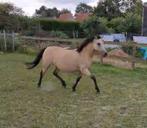 Valk C pony merrie, Merrie, Zadelmak, C pony (1.27m tot 1.37m), 11 jaar of ouder