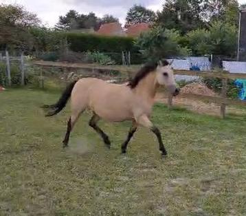 Valk C pony merrie beschikbaar voor biedingen
