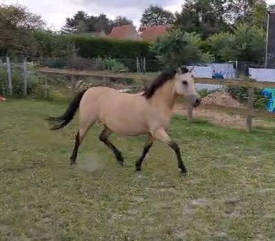 Valk C pony merrie, Dieren en Toebehoren, Pony's, Merrie, Zadelmak, C pony (1.27m tot 1.37m), 11 jaar of ouder