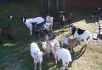 Mini Dwerggeitjes, Dieren en Toebehoren, Schapen, Geiten en Varkens