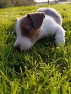 jack russel pups tekoop, Dieren en Toebehoren, België, Fokker | Hobbymatig, Jack Russell Terriër, 8 tot 15 weken