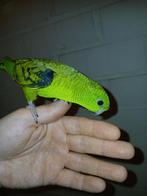 Handtamme catharina parkiet 2025, Dieren en Toebehoren, Vogels | Parkieten en Papegaaien, Vrouwelijk, Parkiet, Geringd