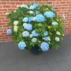 Hydrangea macrophylla paars, Tuin en Terras, Ophalen, Overige soorten, Struik, Minder dan 100 cm