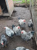 Wyandotte kriel haantjes, Dieren en Toebehoren, Pluimvee, Mannelijk, Kip