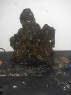 Levend steen  8 euro per kilo, Dieren en Toebehoren, Ophalen of Verzenden, Zo goed als nieuw