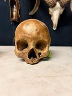 Antieke schedel / skull, Verzamelen, Ophalen of Verzenden, Zo goed als nieuw