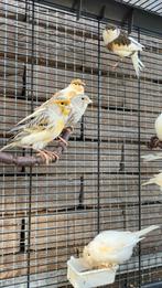 Canaris à vendre avec et sans écusson, Animaux & Accessoires