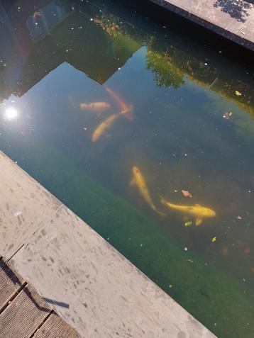 6 koi 30 a 40cm , prijs voor 6 vissen beschikbaar voor biedingen