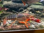 2 kreeften, Dieren en Toebehoren, Kreeft, Krab of Garnaal, Zoetwatervis
