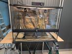 Terrarium exoterra 60x45x45 + thermostat + accessoires, Enlèvement, Utilisé, Terrarium ou Paludarium