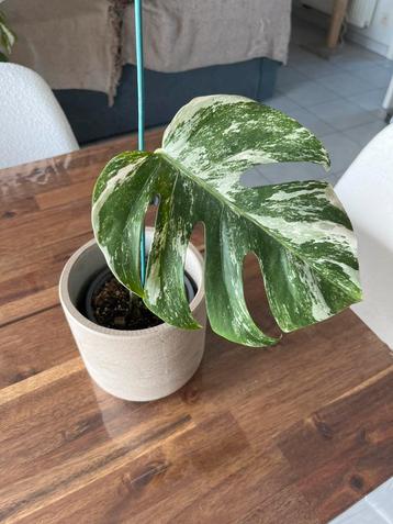 4 Monstera Variegata plantjes.  beschikbaar voor biedingen
