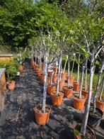 Eetbare Vijgenbomen : Ficus carica te koop, Tuin en Terras, Ophalen, Lente, In pot, 100 tot 250 cm