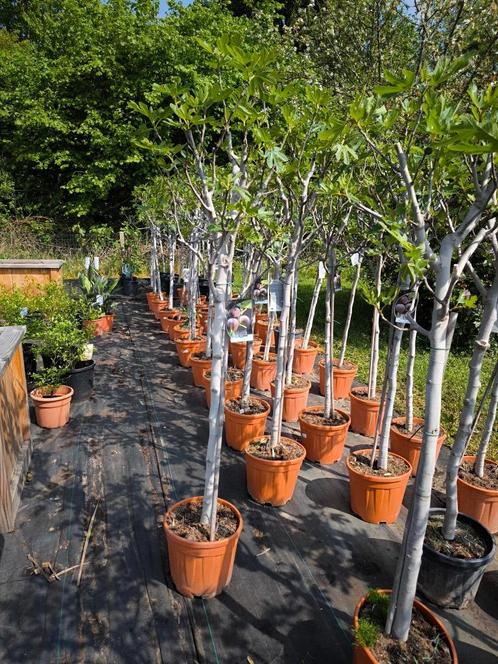 Eetbare Vijgenbomen : Ficus carica te koop, Tuin en Terras, Planten | Fruitbomen, Vijgenboom, 100 tot 250 cm, Halfschaduw, Lente