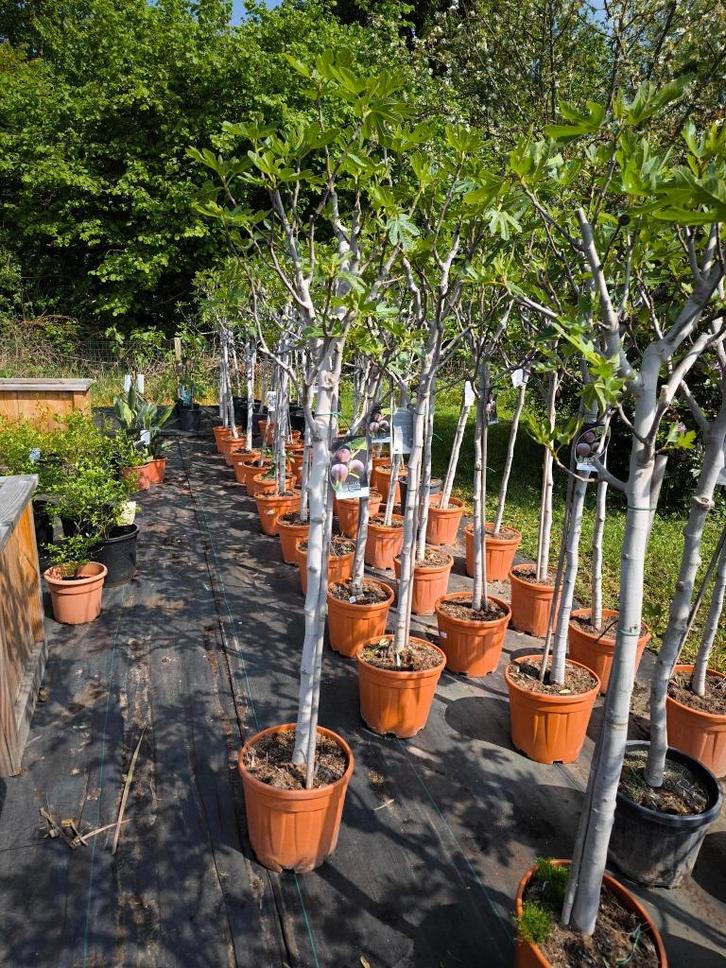 Eetbare Vijgenbomen : Ficus carica te koop, Tuin en Terras, Planten | Fruitbomen, Vijgenboom, 100 tot 250 cm, Halfschaduw, Lente