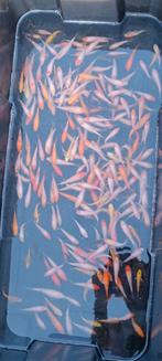 Nakweek van echte Japanse koi's, Karper of Koi