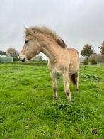 Super lieve jaarling fjord merrie, Dieren en Toebehoren, Merrie, Minder dan 160 cm, Gechipt, Niet van toepassing