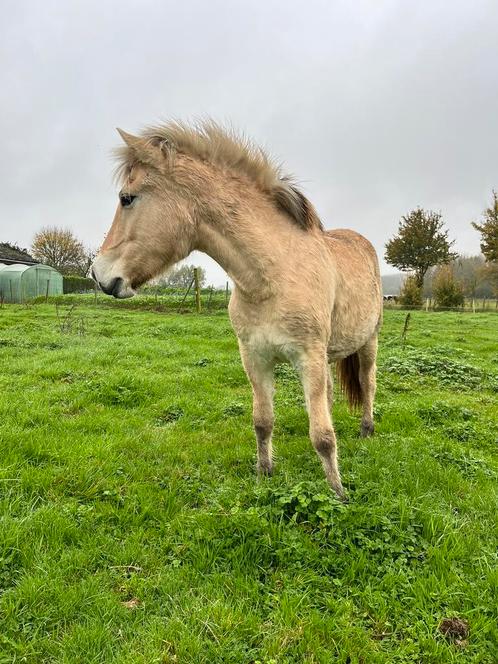 Super lieve jaarling fjord merrie, Dieren en Toebehoren, Paarden, Merrie, Niet van toepassing, Minder dan 160 cm, 0 tot 2 jaar