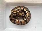 1.0 ball python - DH albino/lavender albino pos het pied, Slang, Tam, 0 tot 2 jaar