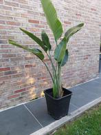 Strelitzia Nicolai (dubbel), Ophalen, In pot