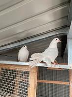 Pigeons blanc, Animaux & Accessoires
