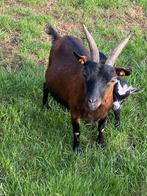 Moeder Dwerggeit, Dieren en Toebehoren