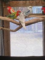 Rosella's, Dieren en Toebehoren, Meerdere dieren, Parkiet, Geringd
