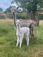 Appaloosa alpaca merrie met bont merrie veulen aan de voet, Vrouwelijk