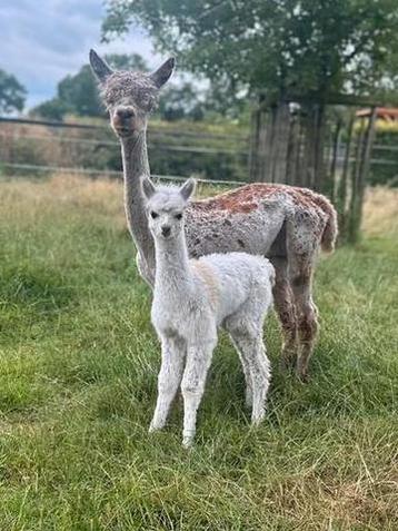 Appaloosa alpaca merrie met bont merrie veulen aan de voet beschikbaar voor biedingen