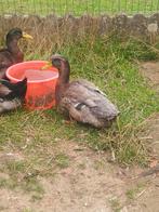 Engelse roueenden, Dieren en Toebehoren, Pluimvee