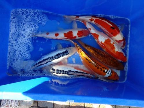 Koi 40-45CM, Dieren en Toebehoren, Vissen | Vijvervissen, Karper of Koi