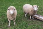 schapen rammen, Animaux & Accessoires, Moutons, Chèvres & Cochons, Mâle