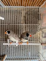 Zwartwang bleekrug grijs koppel 2022., Dieren en Toebehoren, Vogels | Overige Vogels