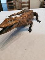 Alligator veritable empaillé, Verzamelen, Dierenverzamelingen, Ophalen of Verzenden