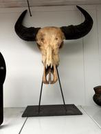 Buffel kop op staander, Antiek en Kunst, Ophalen