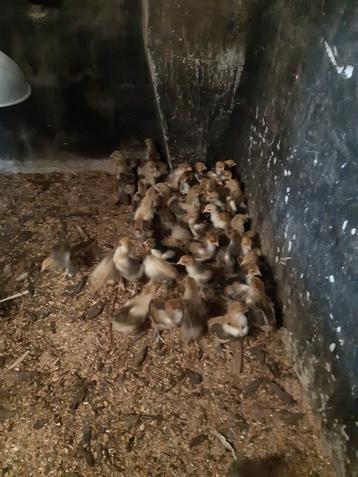 Kuikens Brahma goudpatrijs en porselein