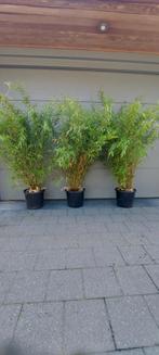 Niet woekerende bamboe  , fargesia nitida volcano, Tuin en Terras, Ophalen, Bamboe, Haag