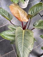 Philodendron Birkin ‘Pink’, Huis en Inrichting, Kamerplanten, Ophalen