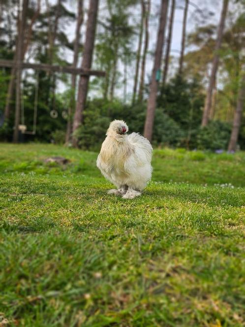 ‼️super lieve haan GRATIS‼️, Dieren en Toebehoren, Pluimvee, Kip, Mannelijk