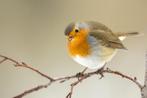 Gezocht koppel roodborstjes, Dieren en Toebehoren, Mannelijk, Roofvogel, Geringd