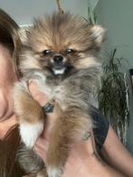 Pomeriaan pups, Dieren en Toebehoren, België, Fokker | Hobbymatig, Keeshond, 8 tot 15 weken